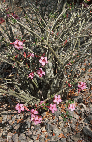 Adenium obesum