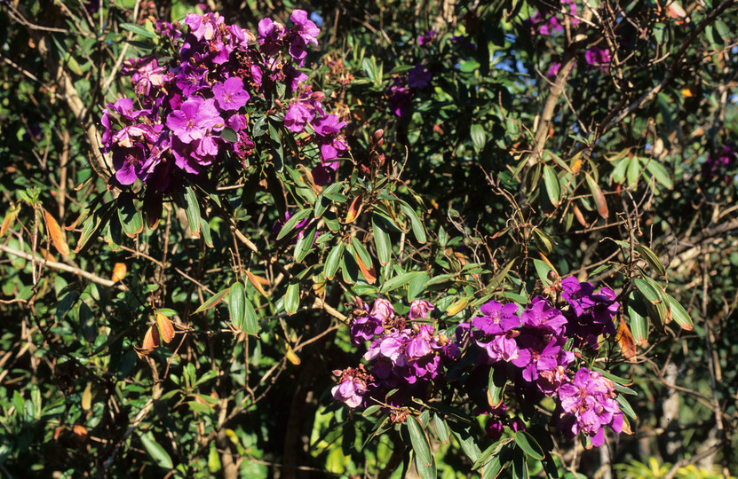 Tibouchina lepidota