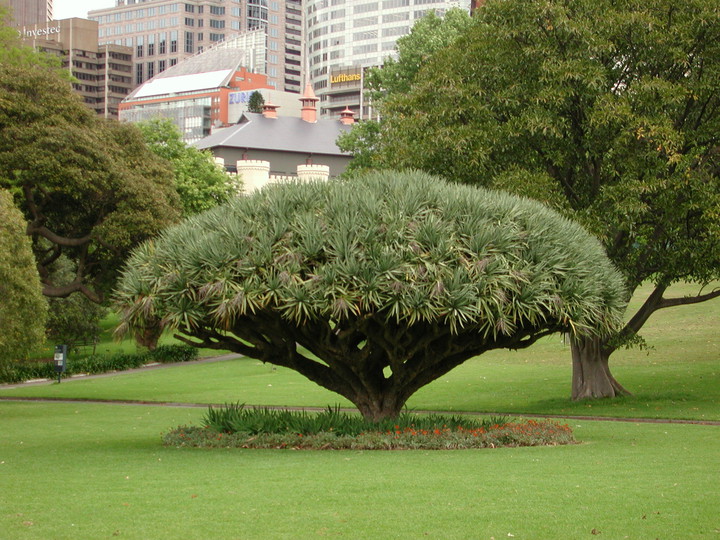 Dracena draco