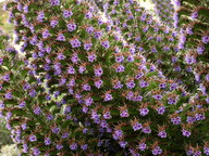 Echium sp.