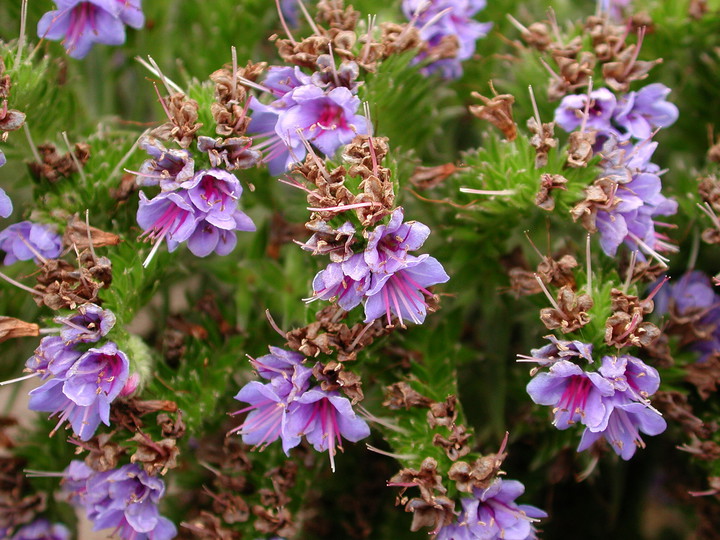 Echium sp.