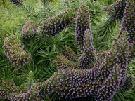 Echium sp.