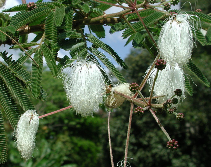 Calliandra portoricensis