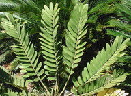 Zamia furfuracea