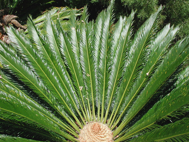 Cycas revoluta