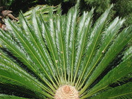 Cycas revoluta