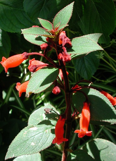 Kohleria eriantha