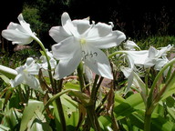 Crinum mauretanicum