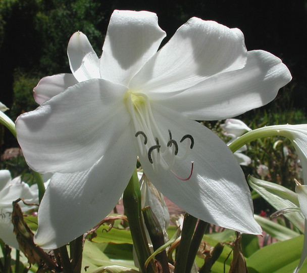 Crinum mauretanicum