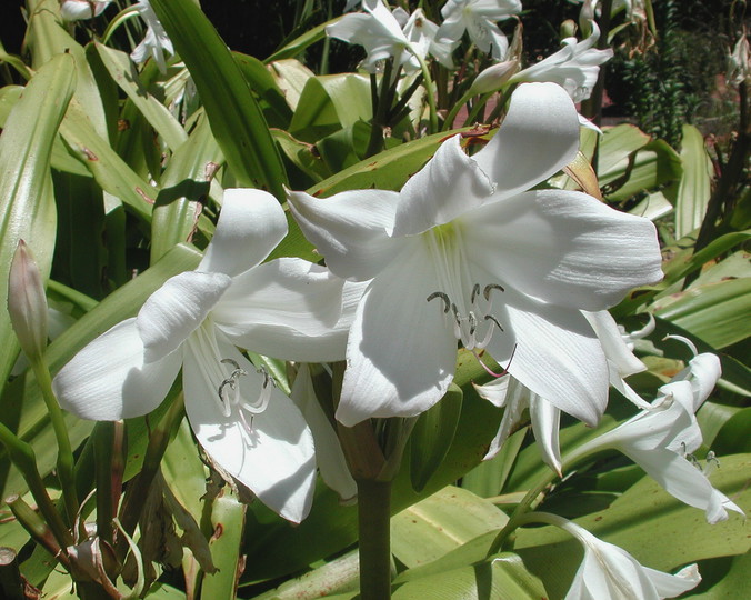 Crinum mauretanicum