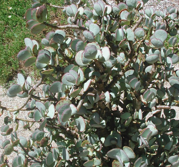 Crassula arborescens