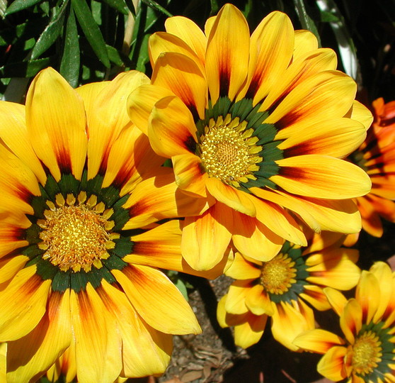 Gazania krebsiana