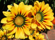 Gazania krebsiana