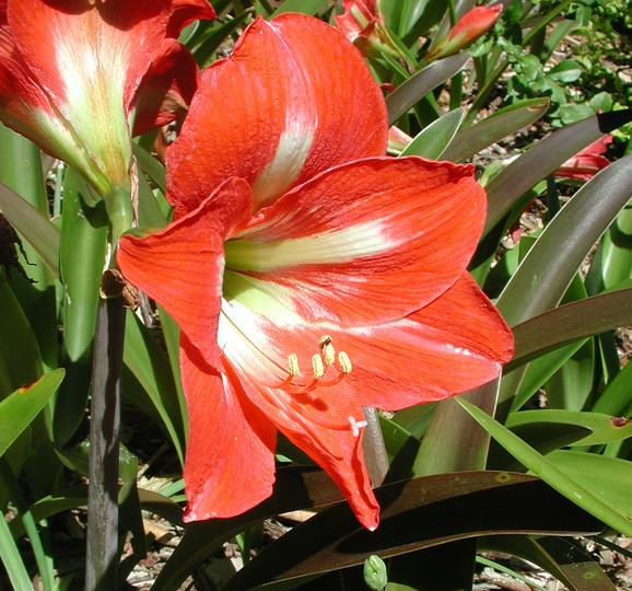 Hippeastrum sp.