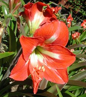 Hippeastrum sp.