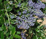 Ceanothus sp. 