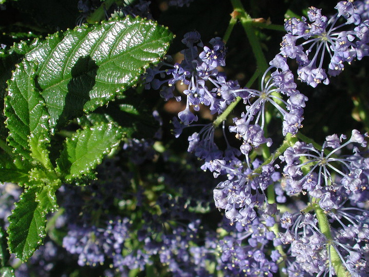 Ceanothus sp.