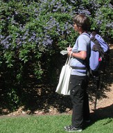 Ceanothus sp.