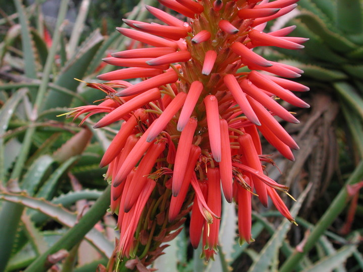 Aloe arborescens