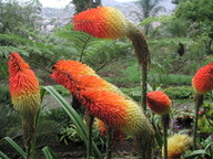 Kniphofia uvaria