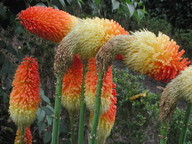 Kniphofia uvaria