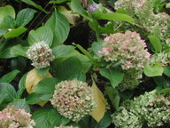 Hydrangea macrophylla