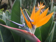 Strelitzia reginae