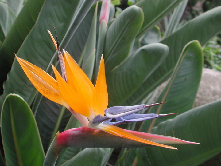 Strelitzia reginae