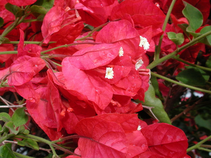 Bougainvillea spectabilis