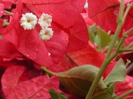 Bougainvillea spectabilis