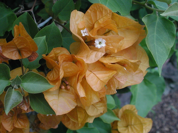 Bougainvillea sp.