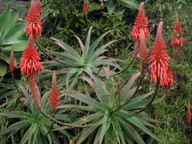 Aloe arborescens