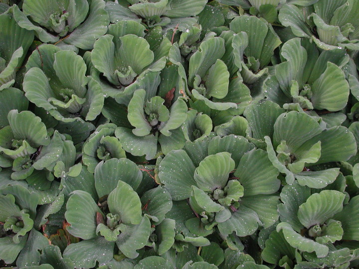 Pistia stratiotes