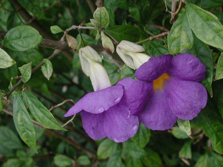 Thunbergia erecta