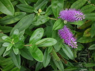 Hebe speciosa