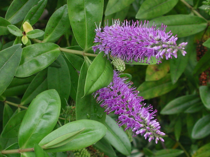 Hebe speciosa