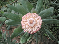 Protea cynaroides