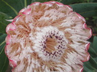 Protea cynaroides