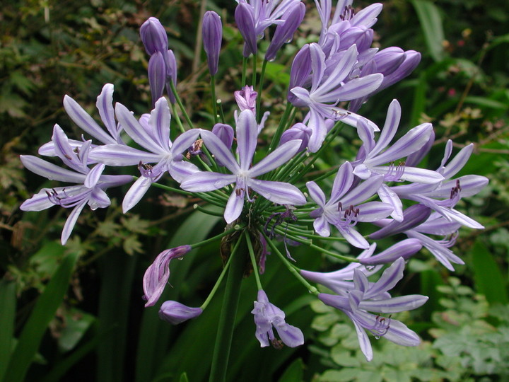 Agapanthus praecox