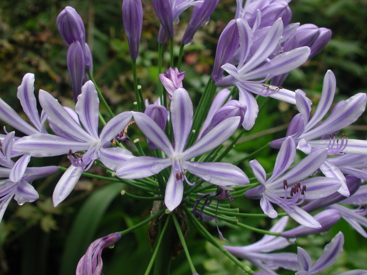 Agapanthus praecox