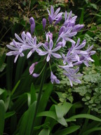 Agapanthus praecox