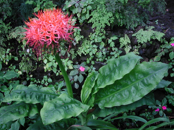 Scadoxus multiflorus