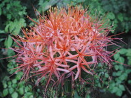 Scadoxus multiflorus