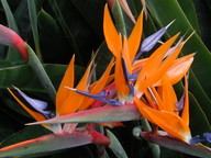 Strelitzia reginae