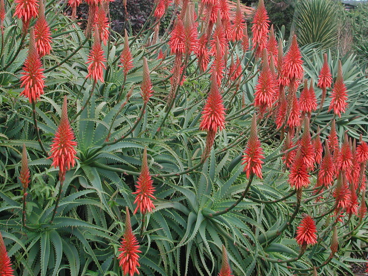 Aloe arborescens