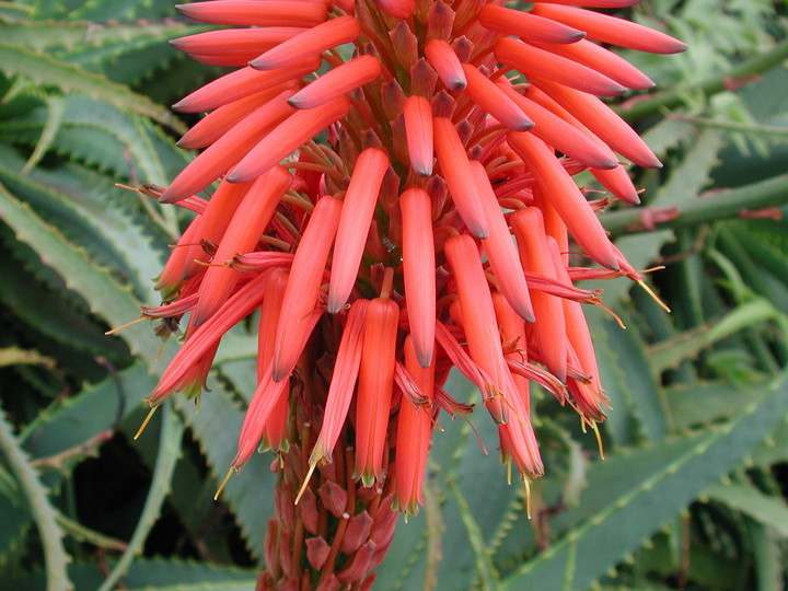 Aloe arborescens