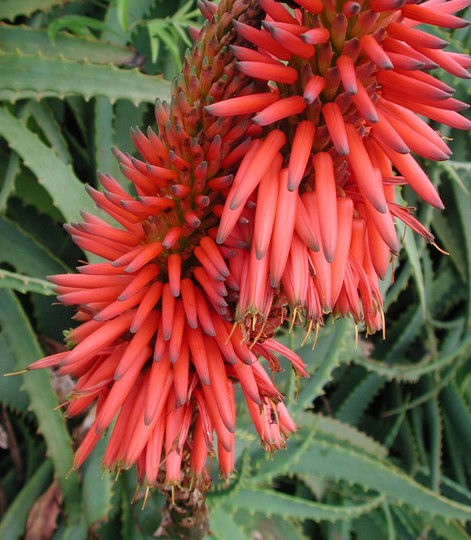 Aloe arborescens