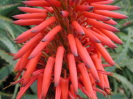 Aloe arborescens