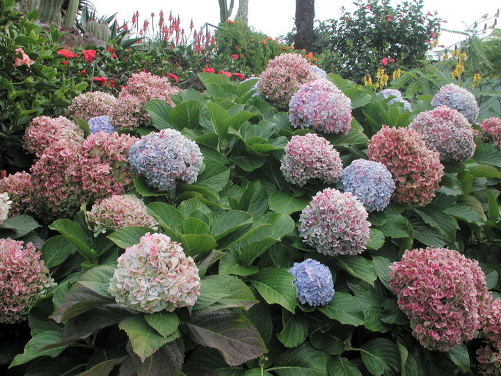 Hydrangea macrophylla