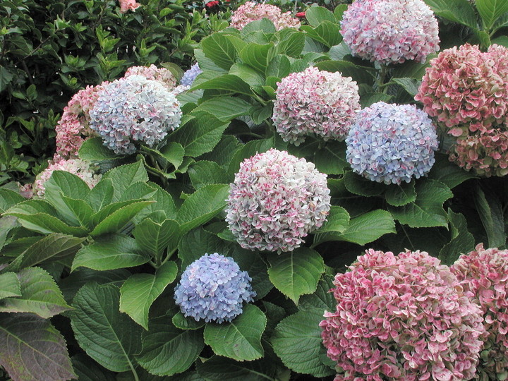 Hydrangea macrophylla